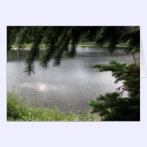 Silver Lake Framed by Evergreen Boughs cards