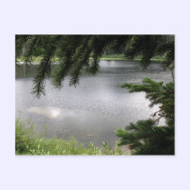 Silver Lake Framed by Evergreen Boughs postcards