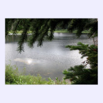 Silver Lake Framed by Evergreen Boughs posters