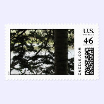 Silver Lake Through Pine Branches postage