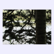 Silver Lake Through Pine Branches posters