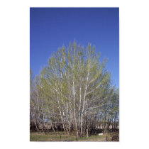 Silver Maples coming to leaf posters by bradyemmett Silver Maples coming to leaf posters