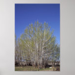Silver Maples coming to leaf Poster