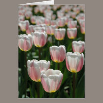 Silver pink tulips cards