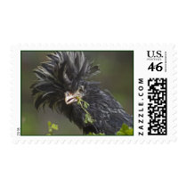 Silver Polish Rooster Stamp