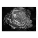 Silver Rose cards by imagemosaic Silver Rose cards