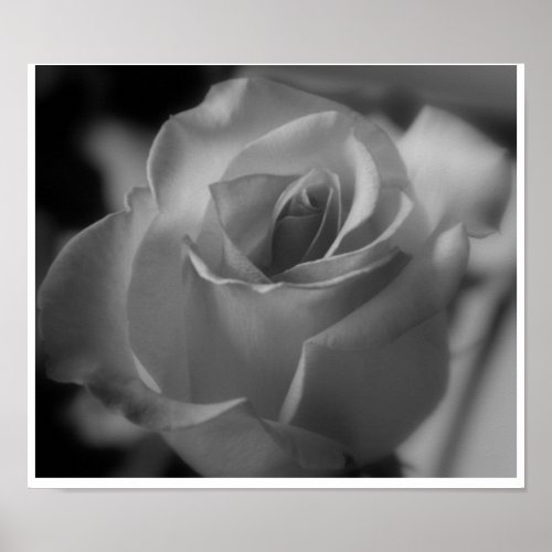 Silver Rose print