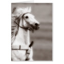 Silver Shadow-Timeless cards by FridayDreaming Silver Shadow-Timeless cards