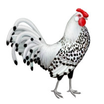 Silver Spangled Hamburg Rooster Baby Doll Shirt