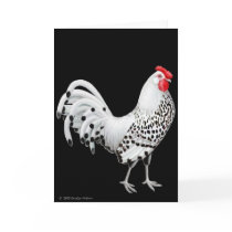 Silver Spangled Hamburg Rooster Card