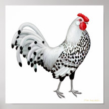 Silver Spangled Hamburg Rooster Print