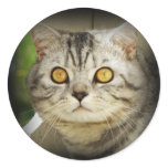 Silver spotted cat sticker