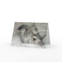 Silver Spotted kitten card by mmersdesign Silver Spotted kitten card