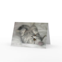 Silver Spotted kitten card