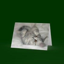 Silver Spotted kitten card