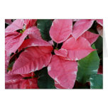 Silver Star Marble Poinsettias Card