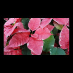 Silver Star Marble Poinsettias Poster Print