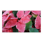 Silver Star Marble Poinsettias Poster Print
