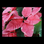Silver Star Marble Poinsettias Poster Print
