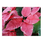 Silver Star Marble Poinsettias Poster Print