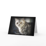 Silver Tabby Cat Birthday Card