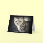 Silver Tabby Cat Birthday Card