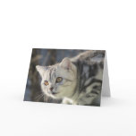 Silver tabby cat greeting card