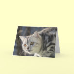 Silver tabby cat greeting card