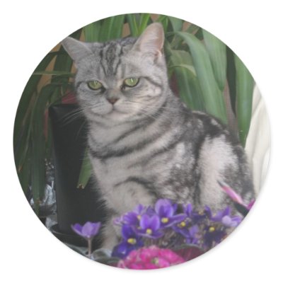Silver tabby - cat sticker by mmersdesign