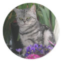 Silver tabby - cat sticker