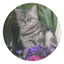 Silver tabby - cat sticker