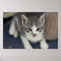 Silver Tabby Print