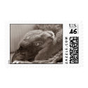 Silver the Cat Postage postage by silver_rescue Silver the Cat Postage postage