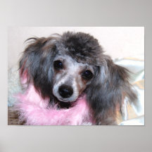 Silver Toy Poodle Face Posters
