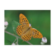Silver-washed Fritillary postcard postcard