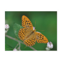 Silver-washed Fritillary postcard