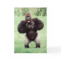 Silverback Gorilla Beating Chest Greeting Cards