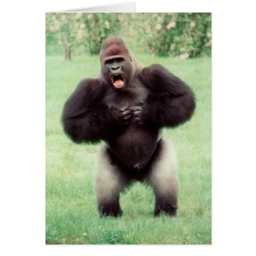 silverback gorilla beating chest