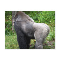 Silverback Gorilla Postcard by dduhaime55 Silverback Gorilla Postcard