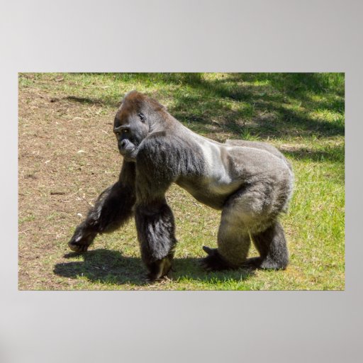 Silverback Gorilla Print | Zazzle