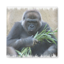 Silverback Gorilla Square Magnet