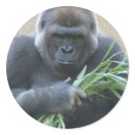 Silverback Gorilla Sticker stickers