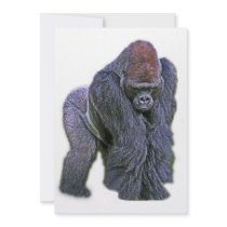Silverback Gorilla, White Back (g2p2) Announcements