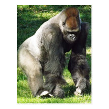 Silverback Male Lowland Gorilla Standing Up Postcards