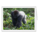 Silverback on the Move cards