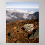 Silversword on Haleakala Crater  Rim from near 3