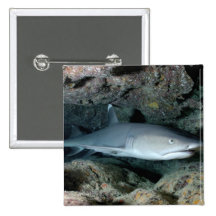 Silvertip Shark Pinback Button