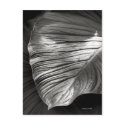 Silvertone Leaf postcards