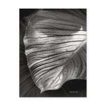 Silvertone Leaf postcards by StarLily Silvertone Leaf postcards