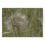 silver, gold, dandelion, seed, grass, grasses,